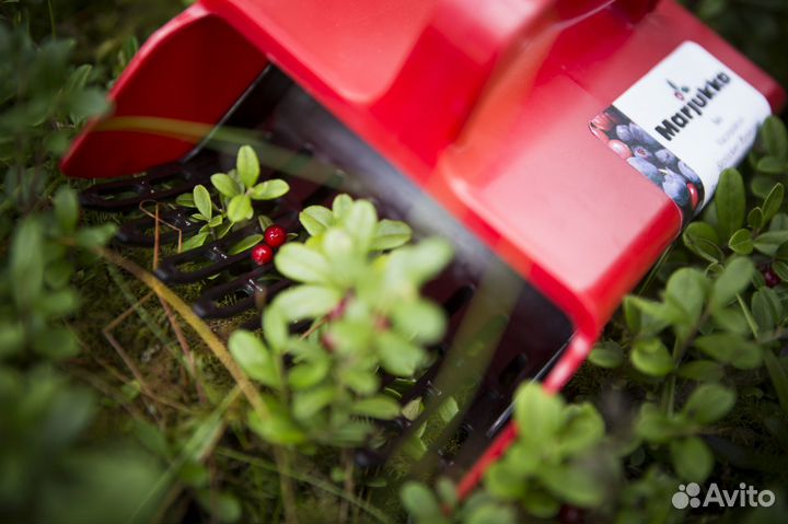 Плодосборник финский, широкий