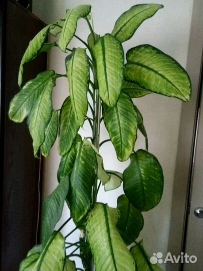 Диффенбахия