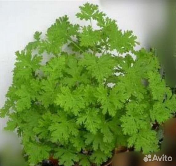 Пеларгония душистая