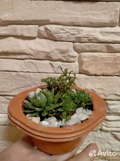 Флорариум суккуленты