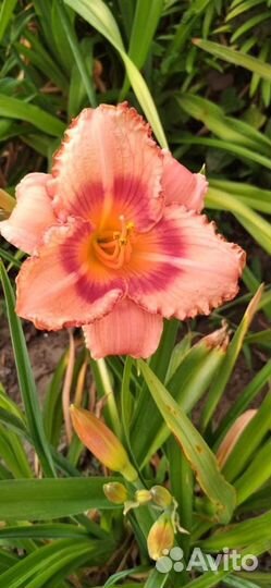 Цветы дачные