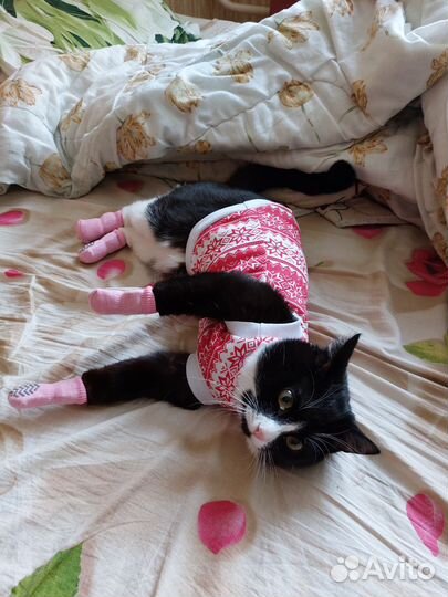 Одежда для собак