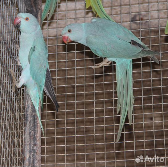 Ожереловые попугаи оптом И В розницу