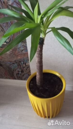 Пальма юкка