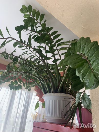 Замиокулькас