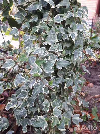 Цветы, кустарники и лианы