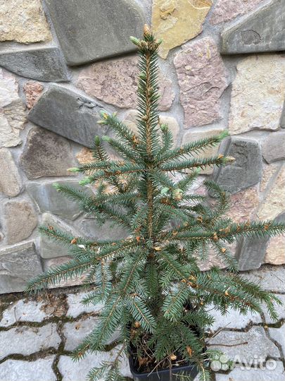 Ель голубая глаука колючая