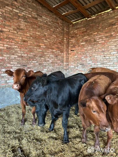 Телки откормачные