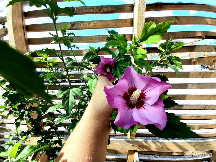 Гибискус древовидный