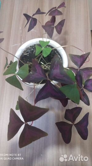 Кислица оксалис