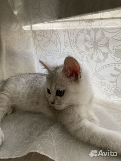 Белый котенок с голубыми глазами