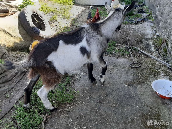 Козел ламанча