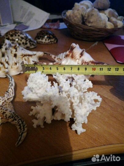 Еж морской, раковины,ракушки