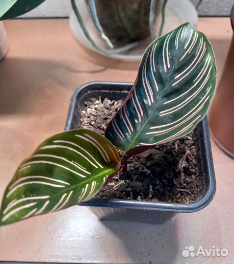 Калатея Сандериана