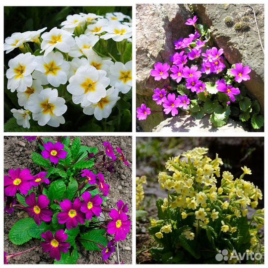 Садовые многолетние цветы