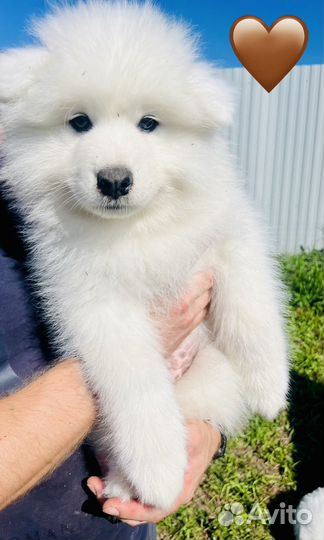 Щенки самоеда