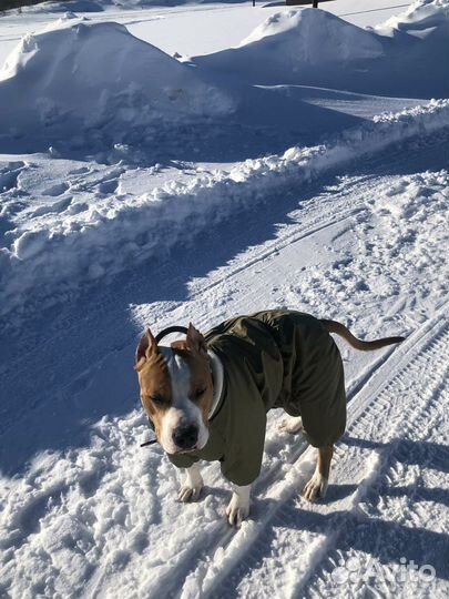 Зимний комбинезон для средней собаки