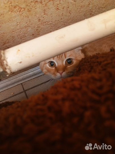 Рыжий кот