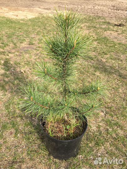 Кедр сибирский, саженцы 40-60 см, зкс, С5