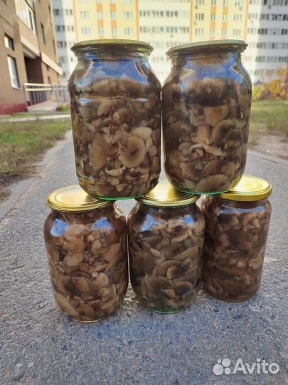 Грибы опята красноголовики