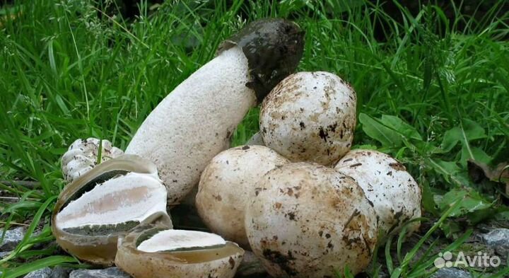 Гриб веселка