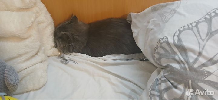 Шотландская кошка в добрые руки