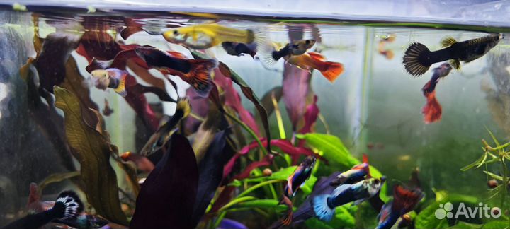 Аквариумные рыбки гуппи. Аквариумные растения