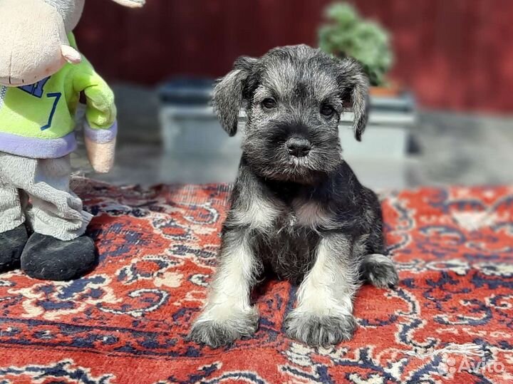 Цвергшнауцер