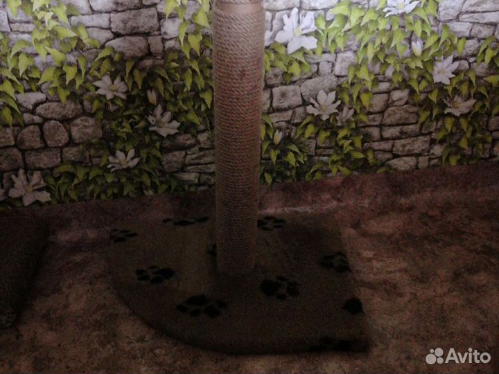 Когтеточка