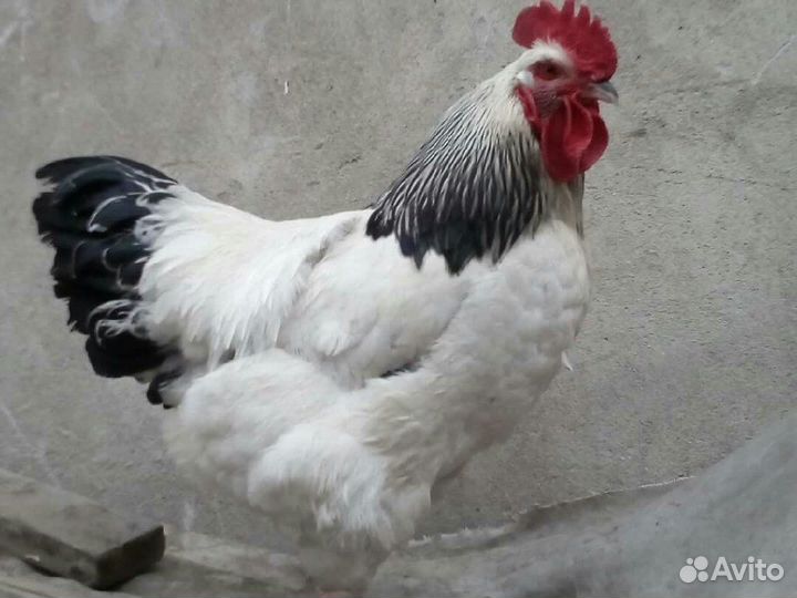 Домашняя птица