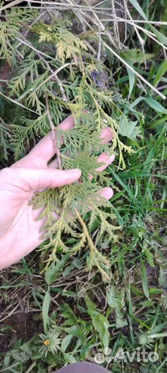 Туя саженцы