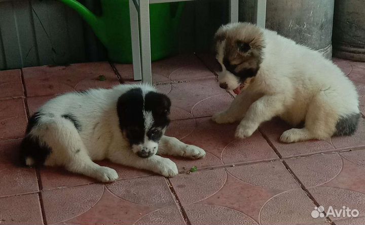 Щенки сао (алабай)