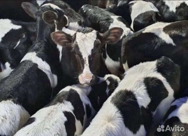 Бычки на откорма купить в Починки | Животные и зоотовары | Авито
