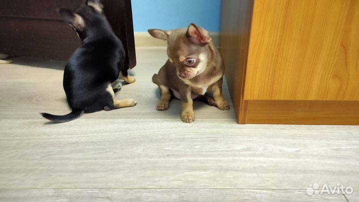 Щенки чихуахуа стандарт