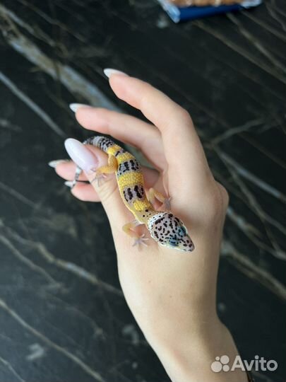 Эублефар малыши