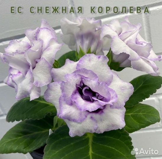 Детки махровых глоксиний