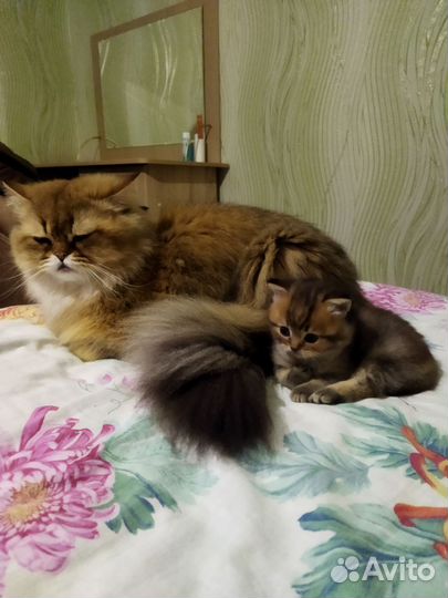 Котик шотландской породы