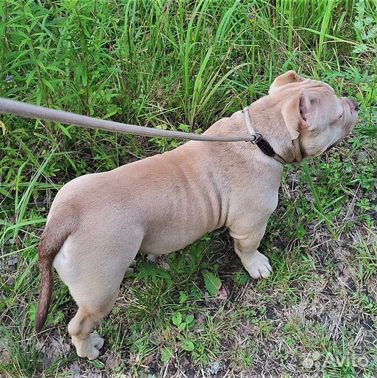 Булли покет