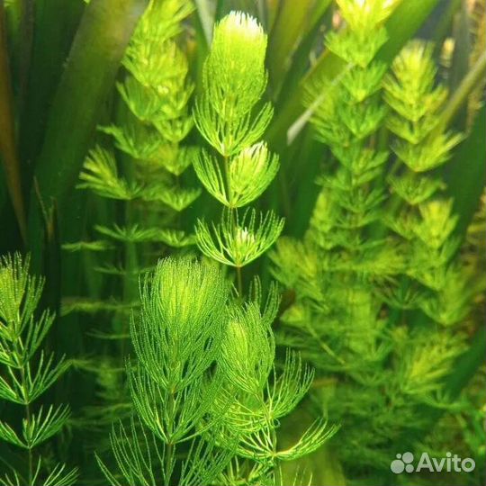 Роголистник