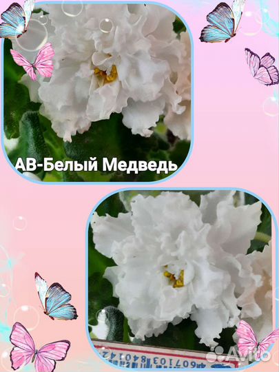 Сортовые фиалки