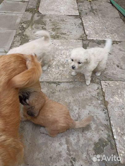 Собаки бесплатно в добрые руки щенки