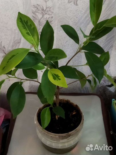 Фикус ретуза