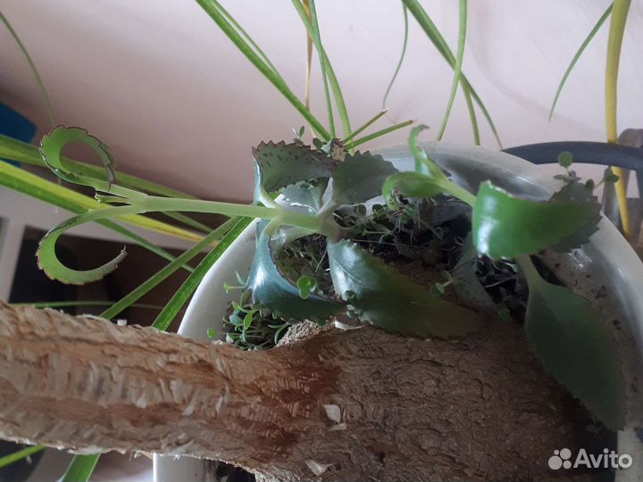 Каланхоэ лечебное