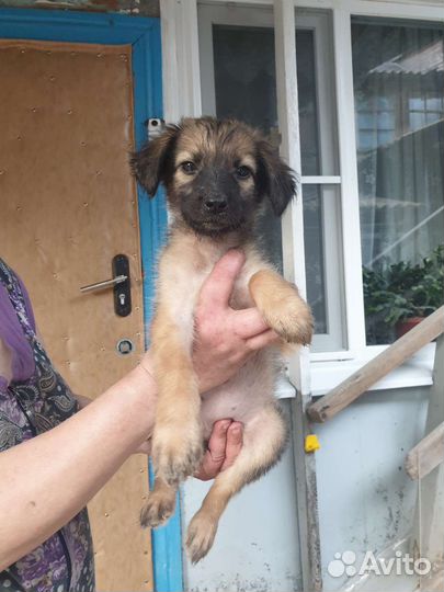 Собака щенок в добрые руки бесплатно