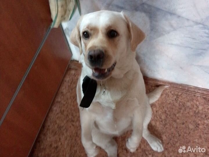 Вязка Лабрадор ретривер