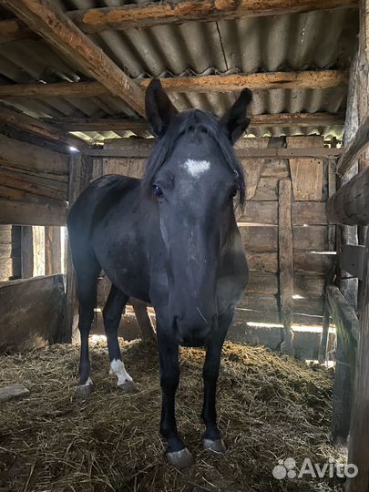 Продажа лошадей