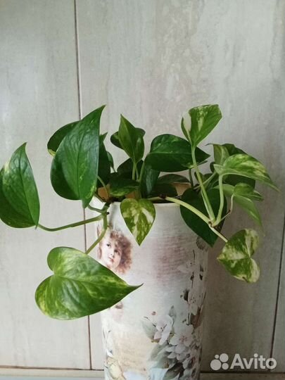 Сциндапсус золотистый