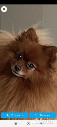 Немецкий шпиц вязка