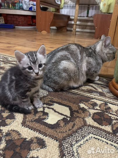 Котенок мальчик