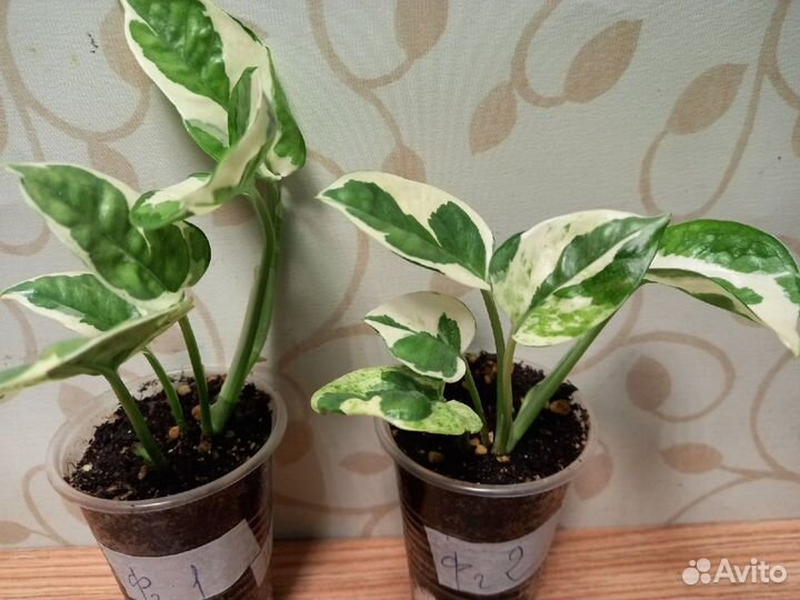 Эпипремнум Н